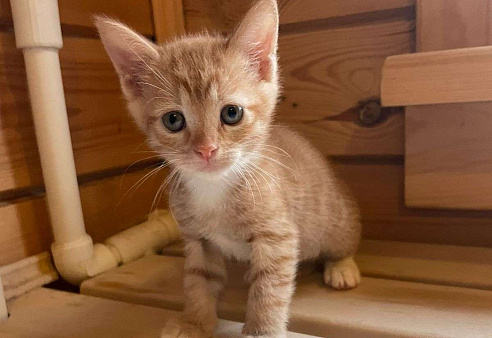 Маленький котёнок Гномик а добрые руки 