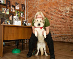 Собаки в Санкт-Петербурге: Скромная собачка с короткими лапками Девочка, Бесплатно - фото 6