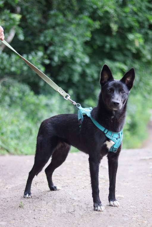 Собаки в Обнинске: Красотка Юнона 8 месяцев в добрые руки  Девочка, Бесплатно - фото 5