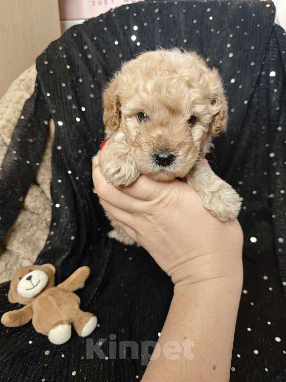 Собаки в Москве: Той пудель мальчик крошка Мальчик, 65 000 руб. - фото 2