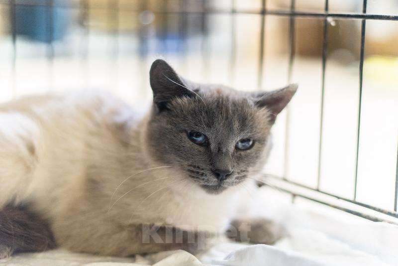 Кошки в Москве: Невероятная красавица Агата в добрые руки.  Девочка, Бесплатно - фото 2