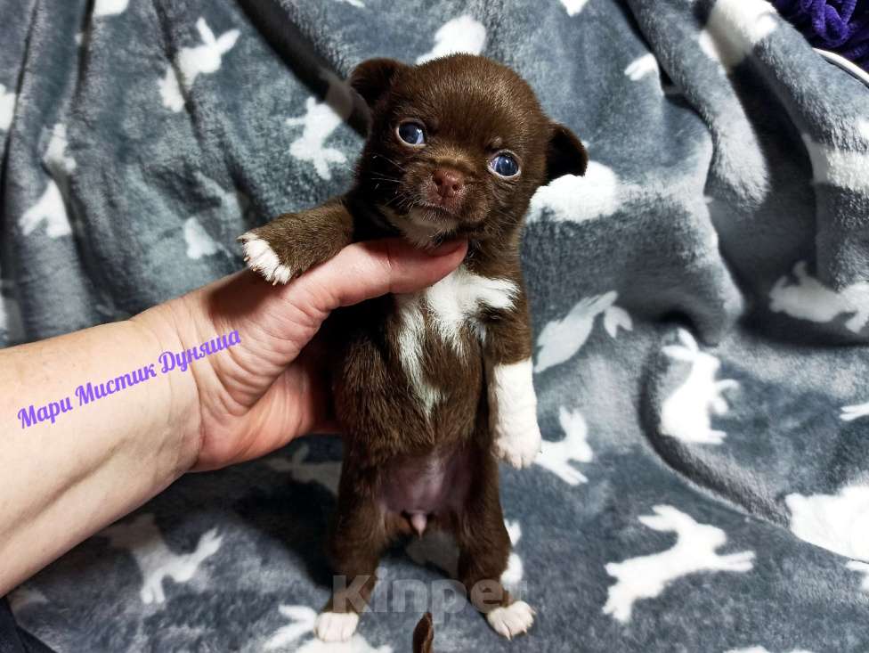 Собаки в Санкт-Петербурге: Чихуахуа Дуняша шоколадного окраса Девочка, 80 000 руб. - фото 3