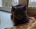 Кошки в Щербинке: Отдам котика в дар Мальчик, Бесплатно - фото 2