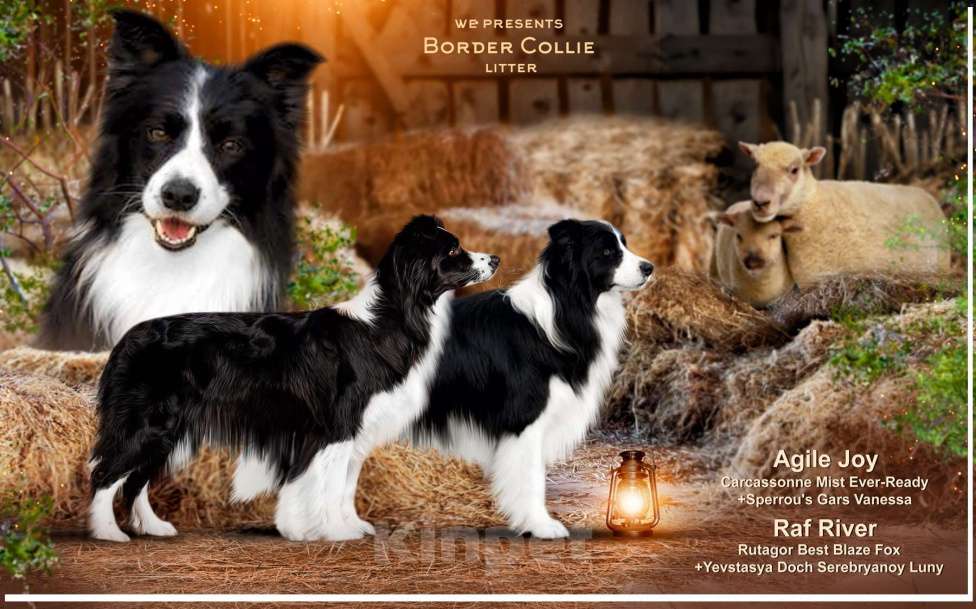 Собаки в Уссурийске: Продам Щенка Бордер колли Мальчик, 70 000 руб. - фото 2