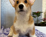 Собаки в Зеленоградске: Щенки корги на продажу Девочка, Бесплатно - фото 2