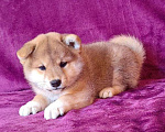 Собаки в Москве: Сиба ину.Мальчик  Мальчик, 50 000 руб. - фото 1