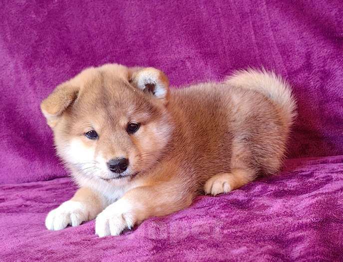 Собаки в Москве: Сиба ину.Мальчик  Мальчик, 50 000 руб. - фото 1