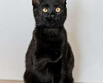 Кошки в Москве: Милые чёрные котята в добрые руки Мальчик, 1 руб. - фото 7