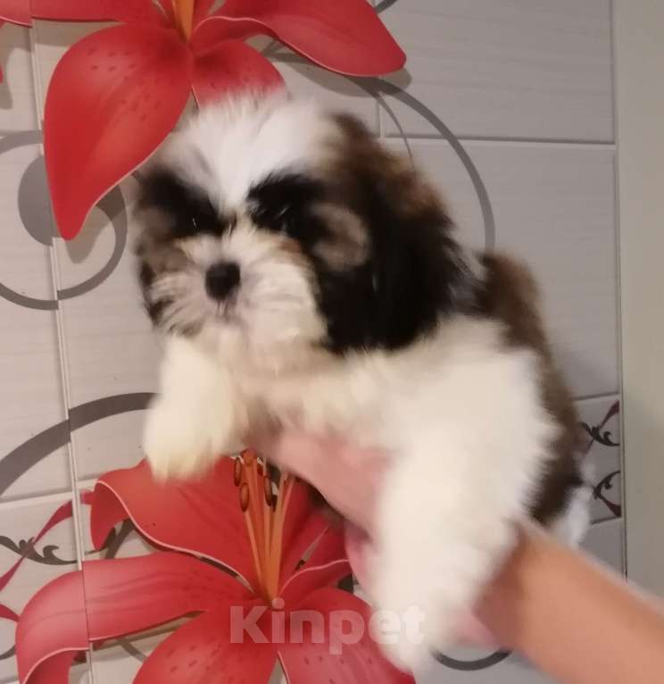 Собаки в Саратове: Ши-тцу щенок Мальчик, 40 000 руб. - фото 3