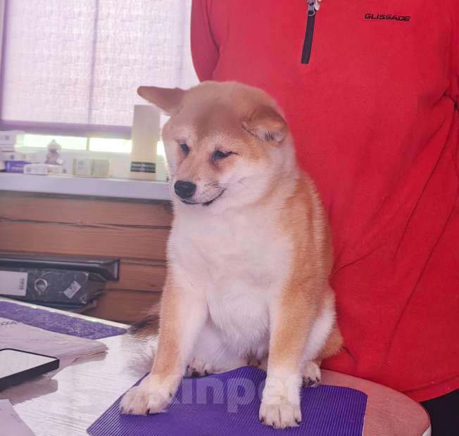 Собаки в Москве: Сиба ину. Красотка. Девочка, 70 000 руб. - фото 5