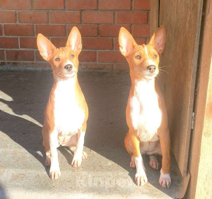 Собаки в Красноармейске: Щенки басенджи Мальчик, 35 000 руб. - фото 7