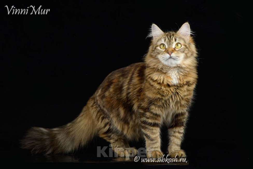 Кошки в Санкт-Петербурге: Молодая сибирская кошка  Девочка, Бесплатно - фото 1