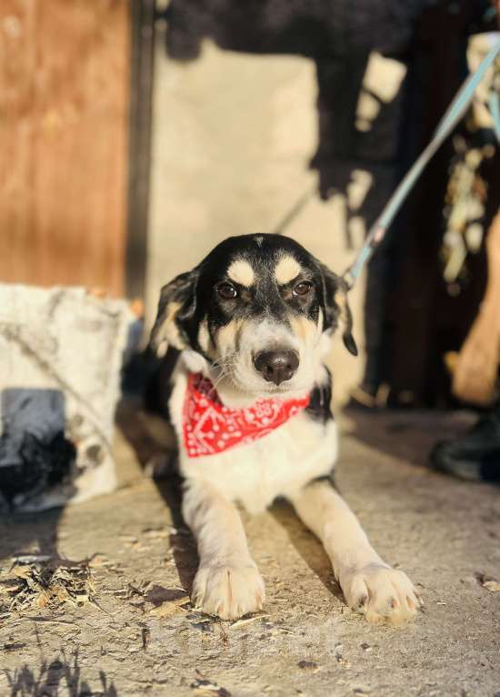 Собаки в Москве: Щенок в добрые руки  Мальчик, Бесплатно - фото 3