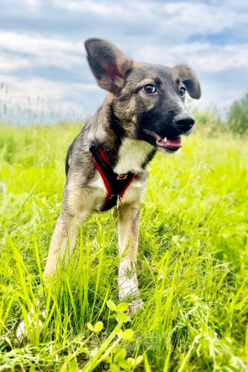 Собаки в Москве: ВЕСНУШКА. Нежная рыжая красотка. Девочка, 1 руб. - фото 6