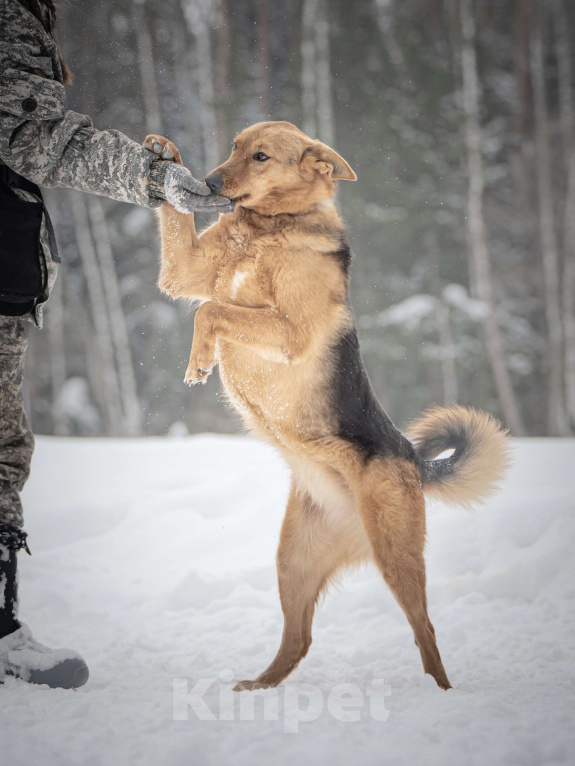 Собаки в Клине: Санни — солнечная собачка Девочка, Бесплатно - фото 6