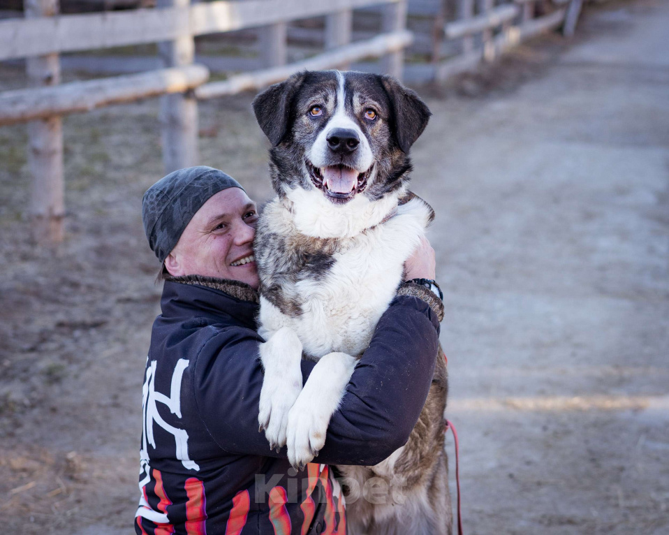 Собаки в Москве: Собака прошедшая СВО и избежавшая усыпления в поисках самого лучшего дома! Девочка, Бесплатно - фото 4