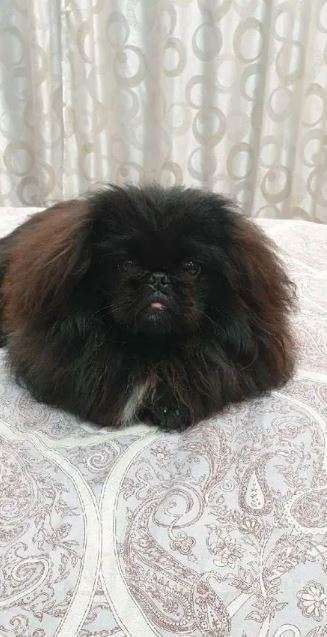 Собаки в Самаре: Щенки пекинеса и вязка с пекином Мальчик, Бесплатно - фото 2