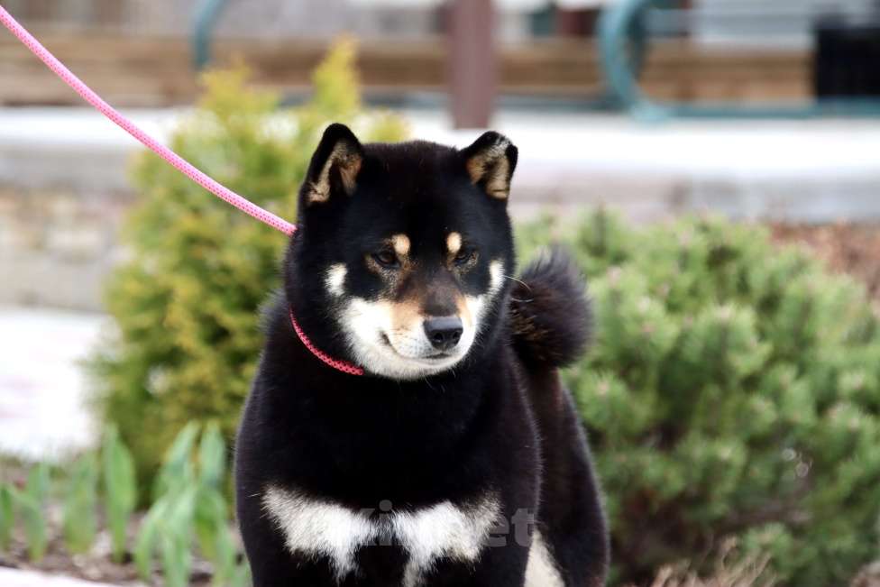Собаки в Москве: Сиба ину Гранд Чемпион вязка, щенки Мальчик, Бесплатно - фото 3