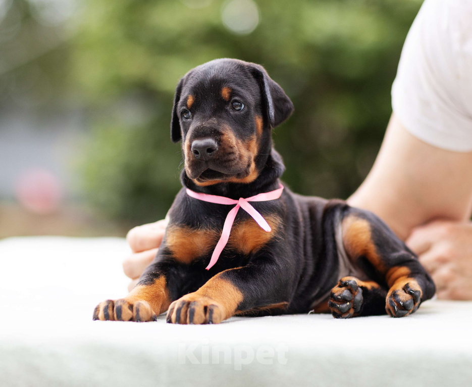 Собаки в Клине: Сука, розовая лента  Девочка, 110 000 руб. - фото 2