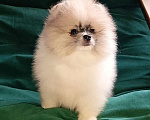 Собаки в Москве: Померанский шпиц мини мальчик Мальчик, 25 000 руб. - фото 4