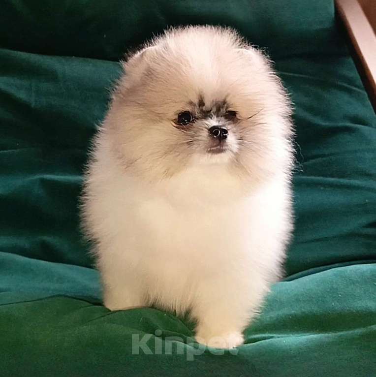 Собаки в Москве: Померанский шпиц мини мальчик Мальчик, 25 000 руб. - фото 4