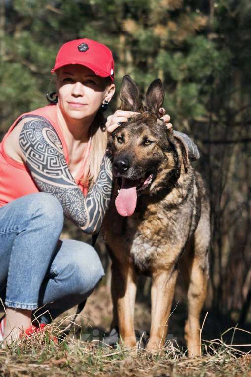 Собаки в других городах Московской области: Большой добрый Чивас в дар Мальчик, Бесплатно - фото 3