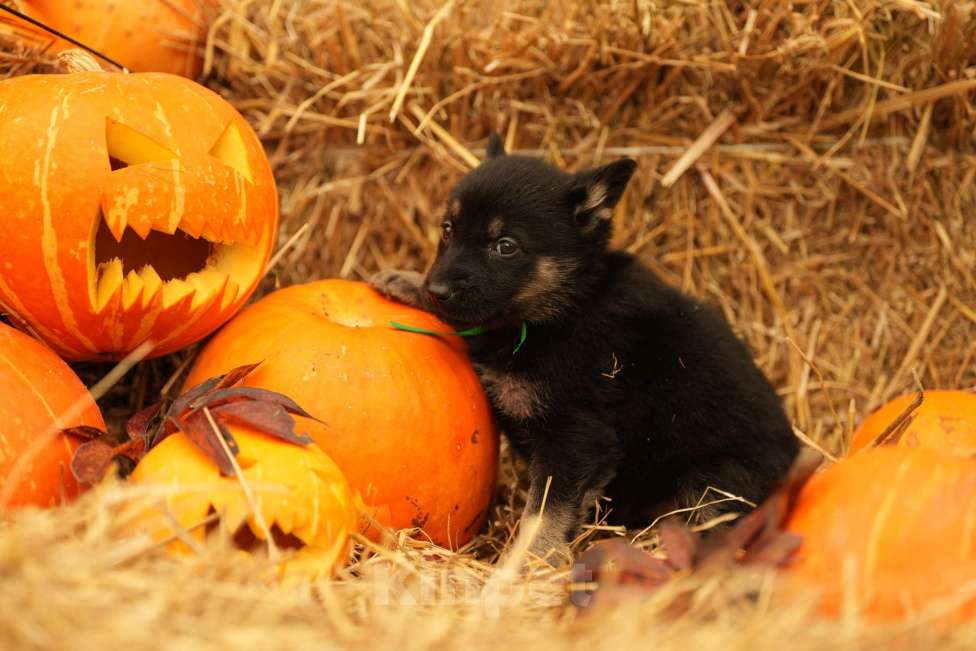 Собаки в Мурманске: Сука восточноевропейская овчарка Девочка, 60 000 руб. - фото 7