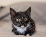 Кошки в Видном: Котенок девочка бесплатно Девочка, Бесплатно - фото 2