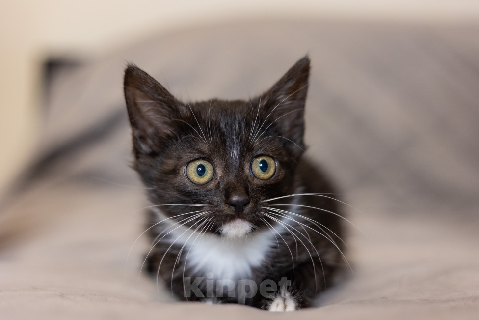 Кошки в Видном: Котенок девочка бесплатно Девочка, Бесплатно - фото 2
