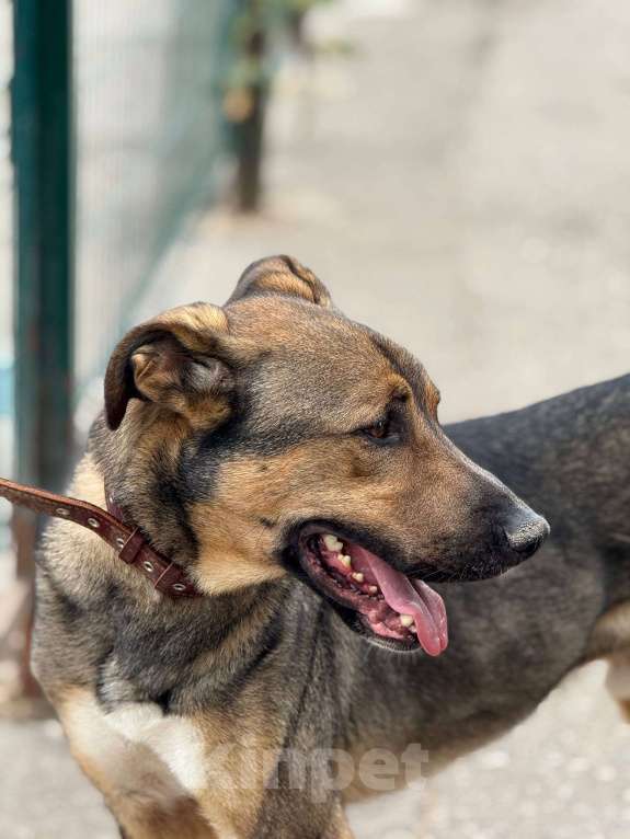 Собаки в Москве: Харви Мальчик, Бесплатно - фото 9