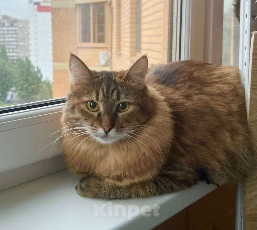 Кошки в Москве: Пушистая кошечка Маковка в добрые руки Девочка, Бесплатно - фото 1