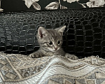 Кошки в Пензе: Отдам котенка в добрые руки🩵 Мальчик, Бесплатно - фото 1