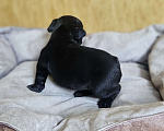 Собаки в Москве: Французский бульдог чёрный окрас мальчик Мальчик, 50 000 руб. - фото 4