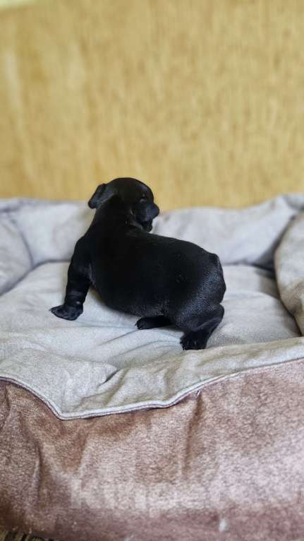 Собаки в Москве: Французский бульдог чёрный окрас мальчик Мальчик, 50 000 руб. - фото 4