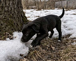 Собаки в других городах Московской области: Жизнерадостная Ника, метис лабрадора Девочка, Бесплатно - фото 4