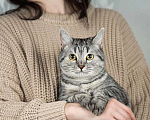 Кошки в Москве: Шотландская красавица Шанель в добрые руки Девочка, Бесплатно - фото 2
