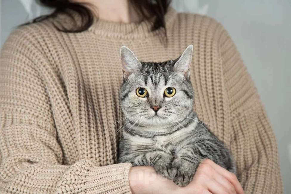 Кошки в Москве: Шотландская красавица Шанель в добрые руки Девочка, Бесплатно - фото 2