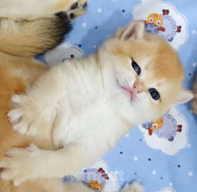 Кошки в Новосибирске: Британский мальчик с документами  Мальчик, 25 000 руб. - фото 2