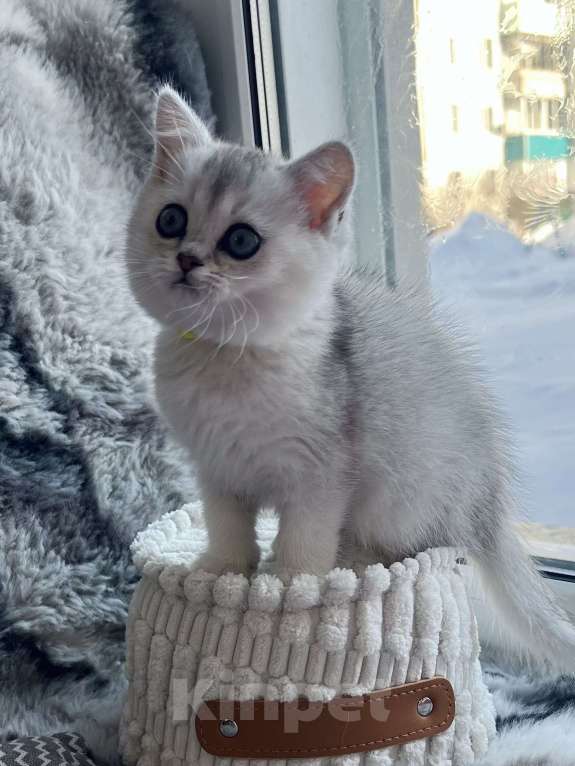 Кошки в Киселевске: Шотландские котята Девочка, 20 000 руб. - фото 2