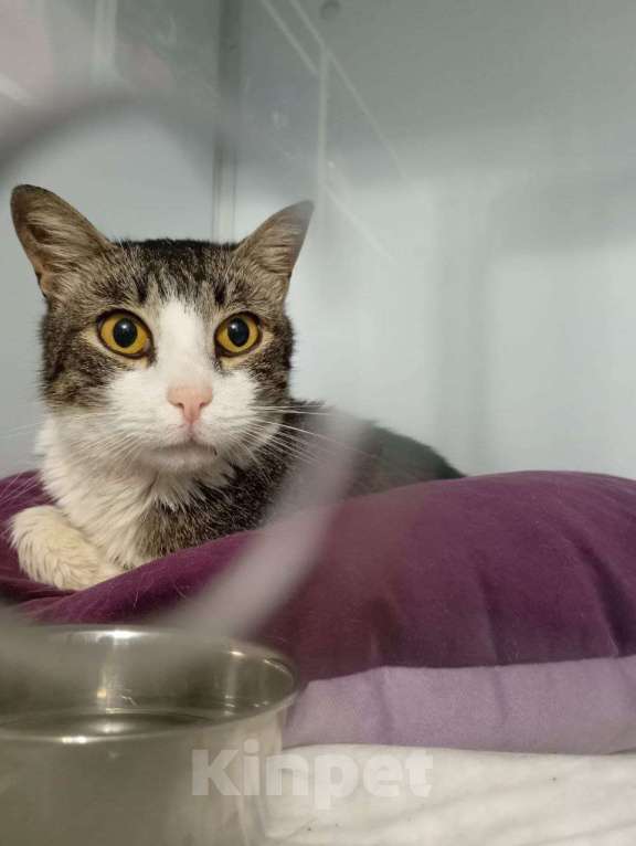 Кошки в Москве: Мия ищет дом Девочка, Бесплатно - фото 2