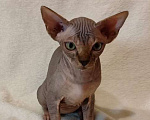 Кошки в Москве: Топовая девочка канадского сфинкса Девочка, 45 000 руб. - фото 3