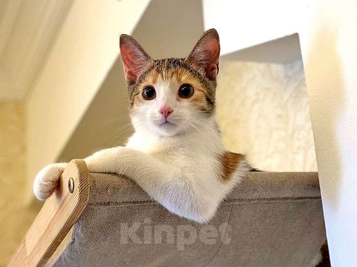 Кошки в Санкт-Петербурге: Кошечка Зося, трехцветное счастье ищет дом Девочка, 10 руб. - фото 2