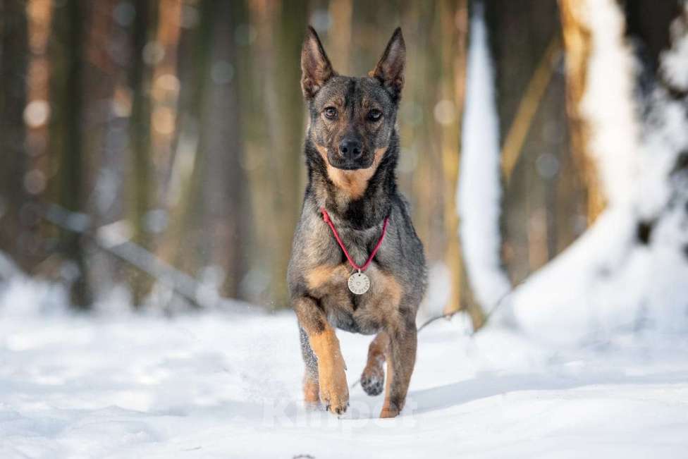 Собаки в Москве: Маленькая собака, которой кидали еду — но не давали дом Девочка, Бесплатно - фото 5