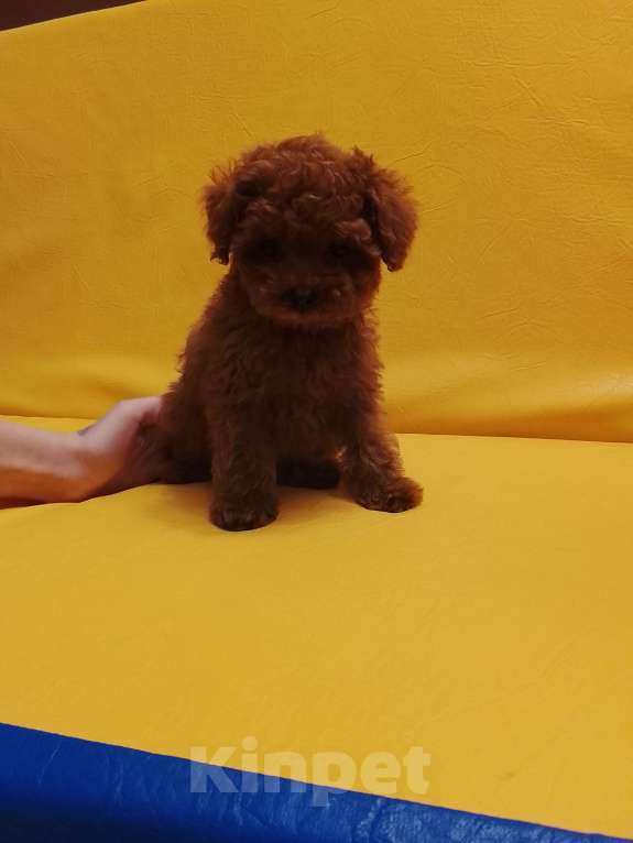 Собаки в Санкт-Петербурге: Пудель тикап Мальчик, 300 000 руб. - фото 2