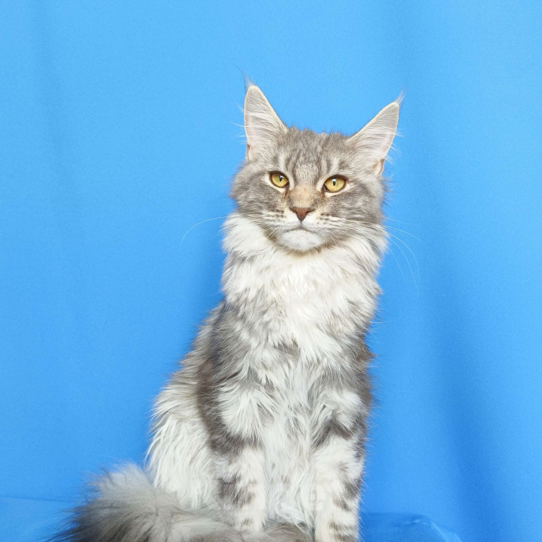 Кошки в Москве: Котенок Мейн-Кун Девочка Девочка, 40 000 руб. - фото 1