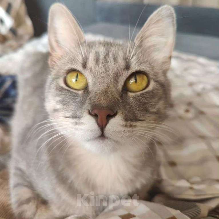 Кошки в Москве: Барселону никто не замечает Девочка, Бесплатно - фото 3