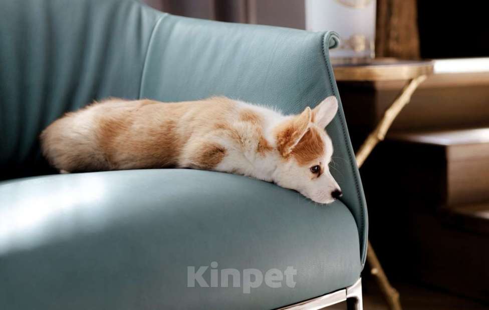 Собаки в Москве: вельш корги пемброк щенок Девочка, 80 000 руб. - фото 5