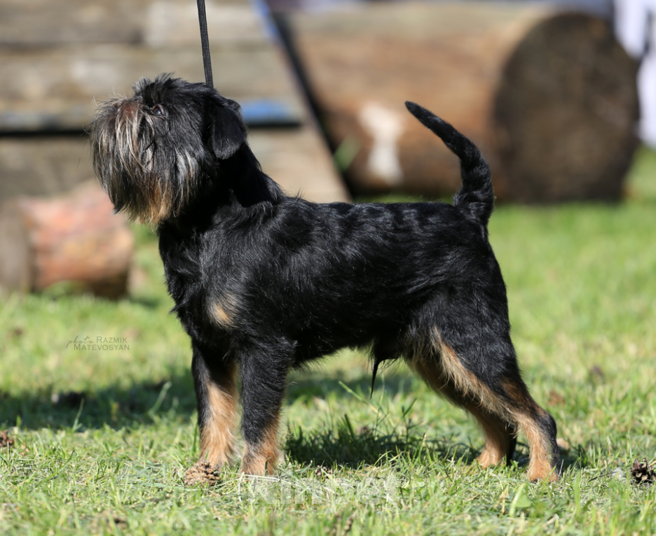 Собаки в Ульяновске: титулованный кобель бельгийского гриффона Мальчик, Бесплатно - фото 1
