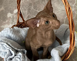 Кошки в Балашихе: Ориентальный котенок Мальчик, 40 000 руб. - фото 3