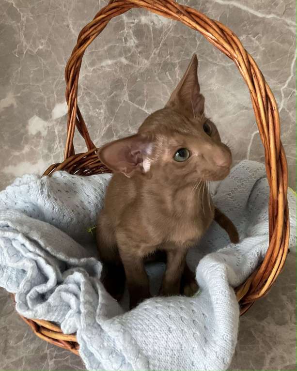 Кошки в Балашихе: Ориентальный котенок Мальчик, 40 000 руб. - фото 3